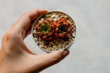 Young succulent plant Graptoveria Pink Rubygrown in a pot