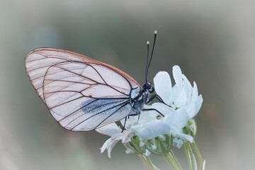Closeup on a bright Black-veined whit Butterfly, Aporia crataegi on a white flower