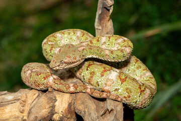A beautiful christmas tree morph Eyelash Viper (Bothriechis schlegelii), coiled on a branch. A colorful venomous pit viper from Central and South America
