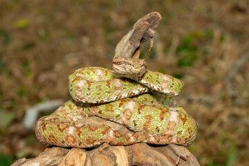 A beautiful christmas tree morph Eyelash Viper (Bothriechis schlegelii), coiled on a branch. A colorful venomous pit viper from Central and South America