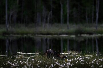 Fog morning with wolverine. Finland wildlife. Wolverine in summer forest lake habitat. Animal running in fall golden grass. Wolverine behaviour in habitat, taiga. Wildlife nature. June nature.