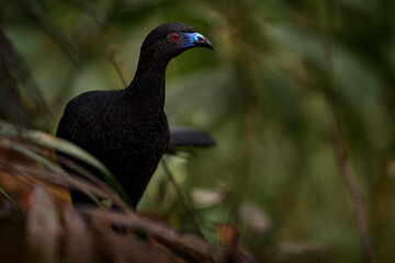 Black Guan, Chamaepetes unicolor, forest dark tropical bird with blue bill and red eyes, orange bloom flower in the background, animal in the mountain tropical forest in Savegre, Costa Rica.