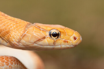 A beautiful radiated ratsnake (Coelognathus radiata), also known as a copperhead rat snake, or copper-headed trinket snake. A non-venomous colubrid snake found in Asia
