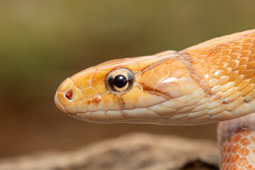 A beautiful radiated ratsnake (Coelognathus radiata), also known as a copperhead rat snake, or copper-headed trinket snake. A non-venomous colubrid snake found in Asia