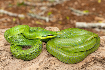 A beautiful rhinoceros ratsnake (Gonyosoma boulengeri), also known as a rhinoceros snake, rhino rat snake, and Vietnamese longnose snake. A non-venomous snake found from Vietnam to southern China
