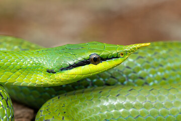 A beautiful rhinoceros ratsnake (Gonyosoma boulengeri), also known as a rhinoceros snake, rhino rat snake, and Vietnamese longnose snake. A non-venomous snake found from Vietnam to southern China