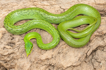 A beautiful rhinoceros ratsnake (Gonyosoma boulengeri), also known as a rhinoceros snake, rhino rat snake, and Vietnamese longnose snake. A non-venomous snake found from Vietnam to southern China