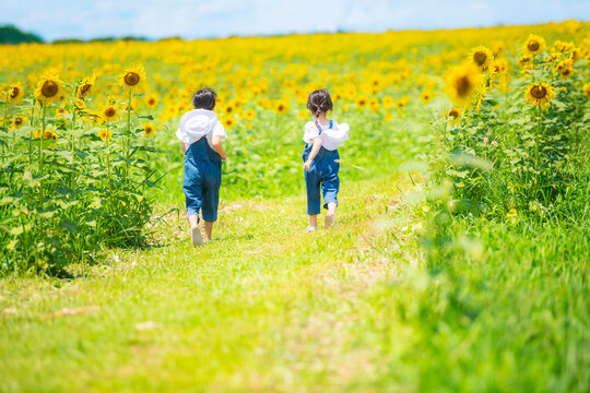 ひまわり畑を元気に走る女の子たち