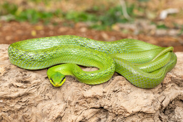 Obraz premium A beautiful rhinoceros ratsnake (Gonyosoma boulengeri), also known as a rhinoceros snake, rhino rat snake, and Vietnamese longnose snake. A non-venomous snake found from Vietnam to southern China