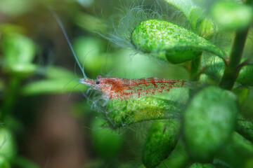 Red Shrimp on Aquatic Plants in Aquarium
