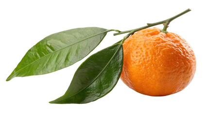 A single ripe tangerine with green leaves on a branch isolated on transparent background