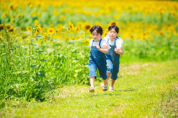Fototapeta premium ひまわり畑を元気に走る女の子たち