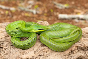 A beautiful rhinoceros ratsnake (Gonyosoma boulengeri), also known as a rhinoceros snake, rhino rat snake, and Vietnamese longnose snake. A non-venomous snake found from Vietnam to southern China