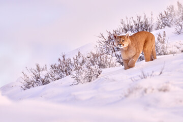 Puma landscape, nature winter habitat with snow, Torres del Paine, Chile. Wild big cat Cougar, Puma concolor, Snow sunset light and dangerous animal. Wildlife nature.