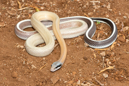 Ridley&rsquo;s beauty snake (Orthriophis taeniurus ridleyi), also known as a Ridley&rsquo;s beauty ratsnake, beauty ratsnake, cave dwelling ratsnake and cave racer. A non-venomous snake native to southeast Asia