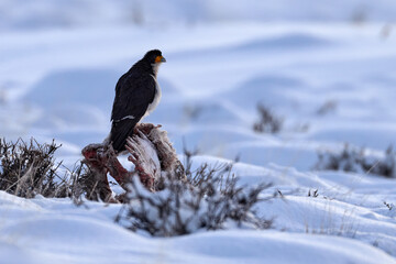 feather, raptor, beak, habitat, owl, branch, avian, costa, white, bird, darkness, female, hunter, night, oriental, bill, evergreen, eye, snow, animal, looking, patagonia, wing, chile, ecuador, borneo,