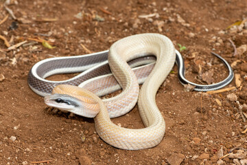 Ridley’s beauty snake (Orthriophis taeniurus ridleyi), also known as a Ridley’s beauty ratsnake, beauty ratsnake, cave dwelling ratsnake and cave racer. A non-venomous snake native to southeast Asia