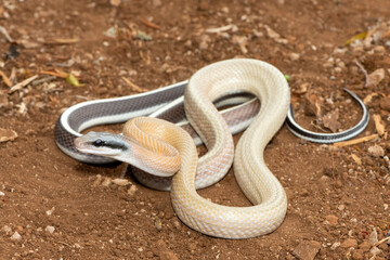 Ridley’s beauty snake (Orthriophis taeniurus ridleyi), also known as a Ridley’s beauty ratsnake, beauty ratsnake, cave dwelling ratsnake and cave racer. A non-venomous snake native to southeast Asia