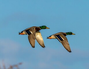 Fototapeta premium Two mallard ducks in flight against a clear sky