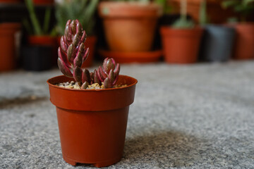 Young succulent plant Lenopetalum chocolate & strawberries variegata in a pot