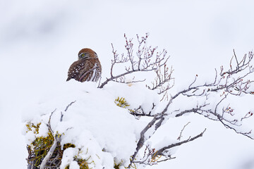 Owl, winter Patagonia. Austral pygmy owl, Glaucidium nana, sitting on the tree branch with clear winter snowy background. Wild bird in the nature habitat, Torres del Paine Chile. Birdwatching America