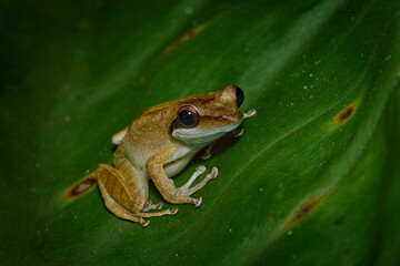 Gephyromantis granulatus, Grainy Madagascar frog, sitting on the leave in the tropic forest. Frog from Madagaskar, nature wildlife, Africa. Night photography, amphibian in nature.