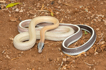 Ridley’s beauty snake (Orthriophis taeniurus ridleyi), also known as a Ridley’s beauty ratsnake, beauty ratsnake, cave dwelling ratsnake and cave racer. A non-venomous snake native to southeast Asia