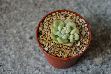 Young succulent plant Sedum clavatum variegata in a pot