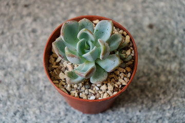 Young succulent plant Pachyveria Orpet in a pot