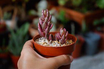 Young succulent plant Lenopetalum chocolate & strawberries variegata in a pot