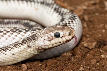 A beautiful white sided black ratsnake (Elaphe obsoletus obsoletus). A non-venomous colubrid snake native to the United States