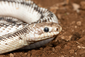 A beautiful white sided black ratsnake (Elaphe obsoletus obsoletus). A non-venomous colubrid snake native to the United States