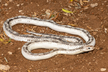 A beautiful white sided black ratsnake (Elaphe obsoletus obsoletus). A non-venomous colubrid snake native to the United States