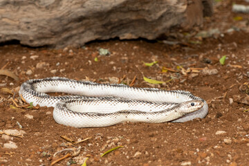 A beautiful white sided black ratsnake (Elaphe obsoletus obsoletus). A non-venomous colubrid snake native to the United States