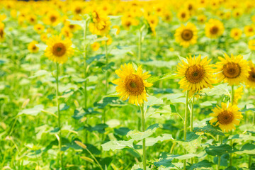 大分県豊後高田市の長崎鼻の向日葵