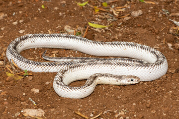 A beautiful white sided black ratsnake (Elaphe obsoletus obsoletus). A non-venomous colubrid snake native to the United States