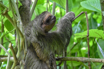 Climbing sloth in the jungle of Costa Rica
