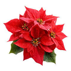 Red poinsettia flower isolated on transparent background
