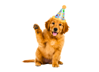 Happy golden retriever puppy wearing a party hat waves hello in celebration transparent background