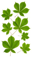 Collection of vibrant green chestnut leaves on white