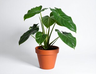 Obraz premium A Philodendron plant with wide dark-green leaves displayed in a reddish-brown clay pot