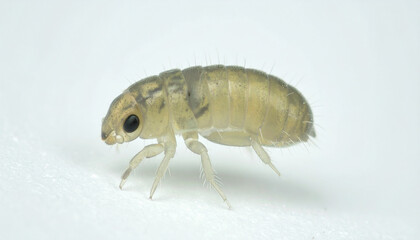 Detailed macro photograph of a tiny, pale, wingless insect on a clean white surface