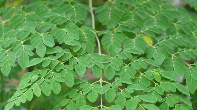 the leaves of the Moringa tree also known drumstick tree or horseradish tree in closeup 
