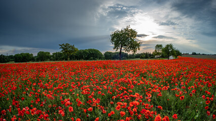 field of red poppies or Common poppy, corn poppy, corn rose, field poppy, flanders poppy, in latin Papaver Rhoaes