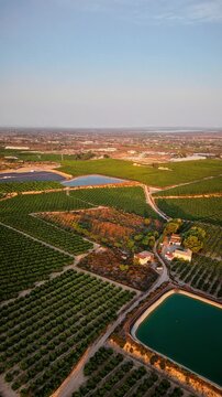 Drone video shows lush green agricultural fields with neatly arranged crops, irrigation ponds, and farm buildings under golden hour sunlight in rural Spain.