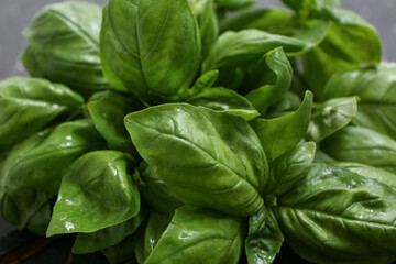 Fresh green basil leaves on black background, closeup