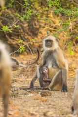 Hanuman Langurs (Semnopithecus entellus) Mandore Garden, Jodhpur, India.