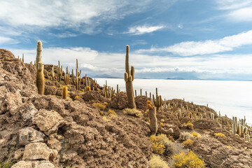 Salar de Uyuni salt plains with large cactuses of island Incahuasi at sunrise time, Andean Altiplano, Bolivia, South America.