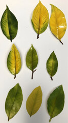 Vibrant Autumn Foliage