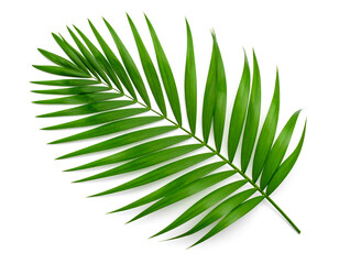 Fototapeta premium A single green palm leaf on a white background, representing nature and tropical themes. Generative AI